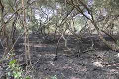 Avicennia marina var. marina